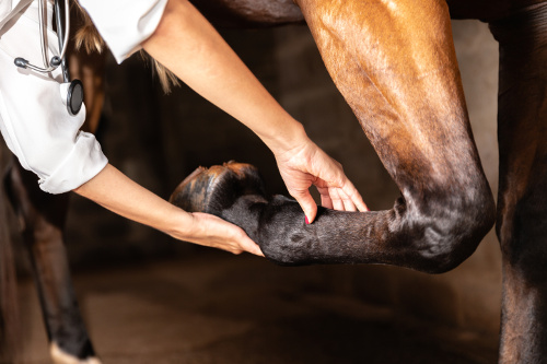 Equine Arthritis: Diagnosis and New Technology