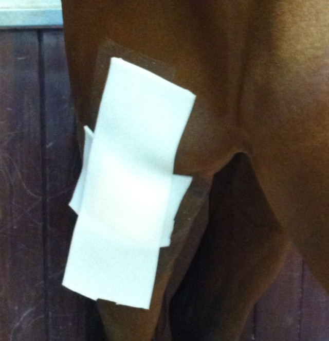 Equine wounds: where does the rehab start?